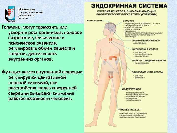 Гормоны могут тормозить или ускорять рост организма, половое созревание, физическое и психическое развитие, регулировать