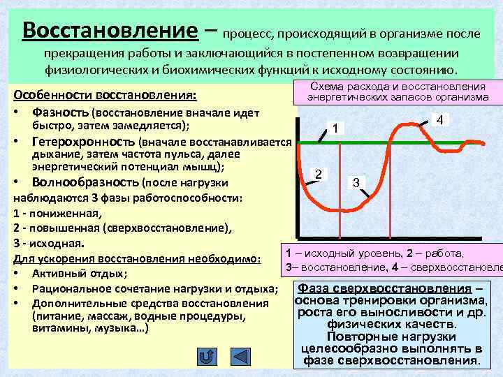 Укажите процессы восстановления