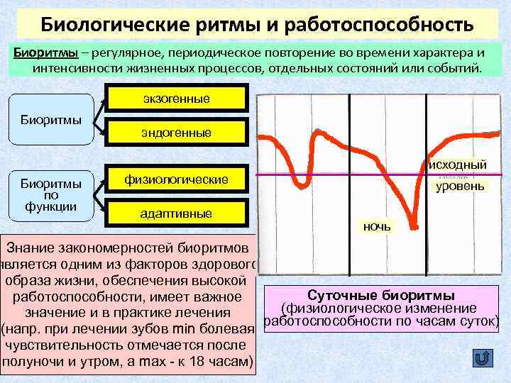 Влияние биоритмов на работоспособность человека проект