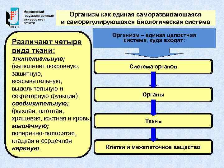 Организм как единая саморазвивающаяся и саморегулирующаяся биологическая система Различают четыре вида ткани: эпителиальную; (выполняет