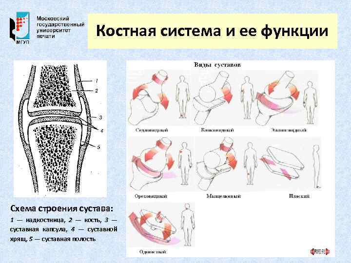 Суставы схема корнилова