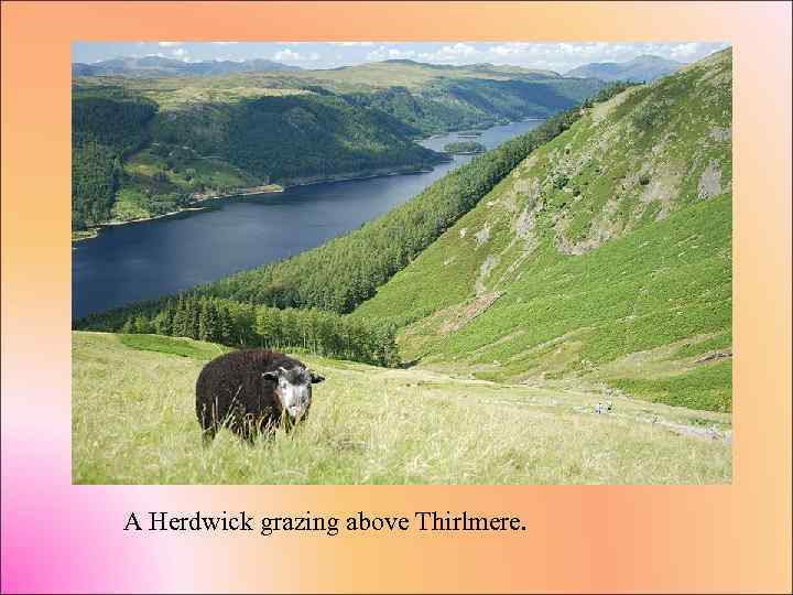 A Herdwick grazing above Thirlmere. 