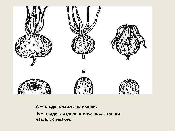 А – плоды с чашелистиками; Б – плоды с отделенными после сушки чашелистиками. 