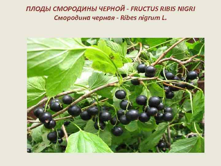 ПЛОДЫ СМОРОДИНЫ ЧЕРНОЙ - FRUCTUS RIBIS NIGRI Смородина черная - Ribes nigrum L. 