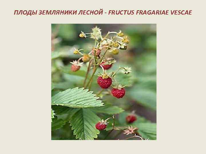 ПЛОДЫ ЗЕМЛЯНИКИ ЛЕСНОЙ - FRUCTUS FRAGARIAE VESCAE 