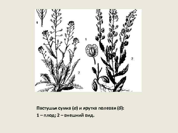 Пастушья сумка диаграмма цветка