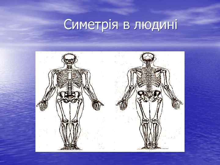 Симетрія в людині 