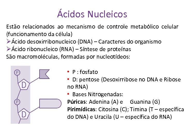 Ácidos Nucleicos Estão relacionados ao mecanismo de controle metabólico celular (funcionamento da célula) ØÁcido