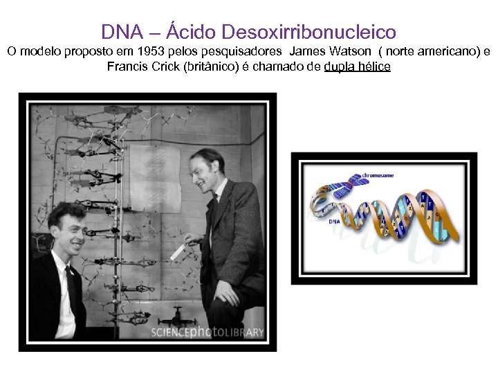 DNA – Ácido Desoxirribonucleico O modelo proposto em 1953 pelos pesquisadores James Watson (