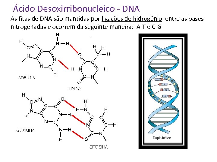 Ácido Desoxirribonucleico - DNA As fitas de DNA são mantidas por ligações de hidrogênio