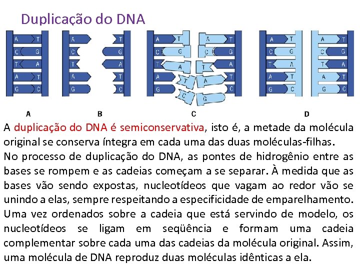 Duplicação do DNA A duplicação do DNA é semiconservativa, isto é, a metade da