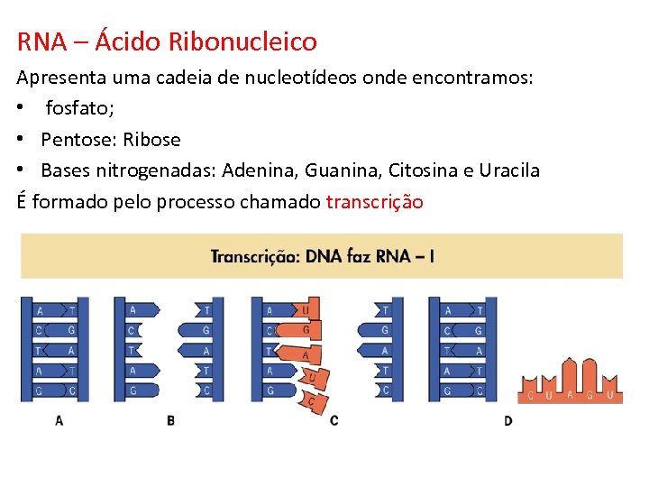 RNA – Ácido Ribonucleico Apresenta uma cadeia de nucleotídeos onde encontramos: • fosfato; •