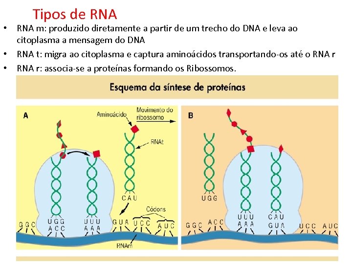 Tipos de RNA • RNA m: produzido diretamente a partir de um trecho do