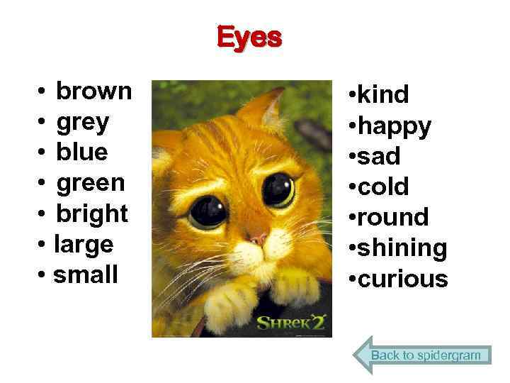 Eyes • brown • grey • blue • green • bright • large •