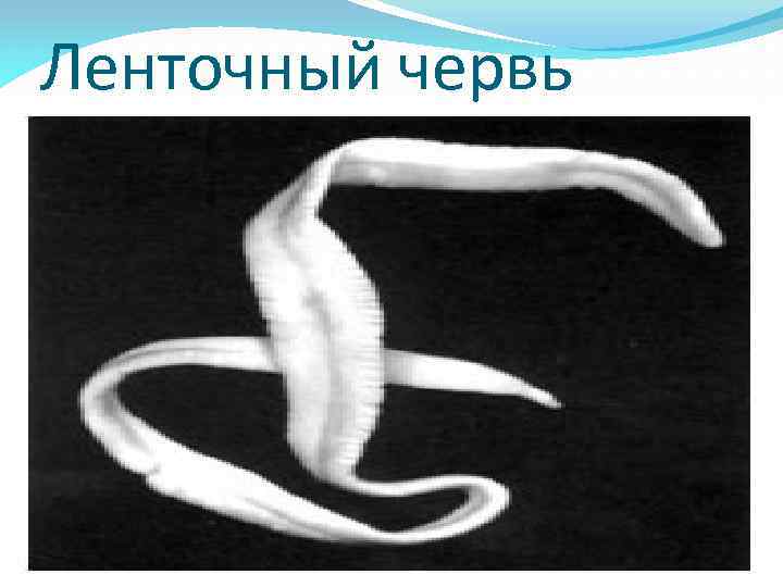 Ленточный червь длина. Плоские черви ленточные представители. Цестоды, ленточные глисты.. Ленточных червей Cestoidea. Тип плоские черви ленточные черви.