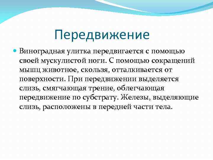 Передвижение Виноградная улитка передвигается с помощью своей мускулистой ноги. С помощью сокращений мышц животное,
