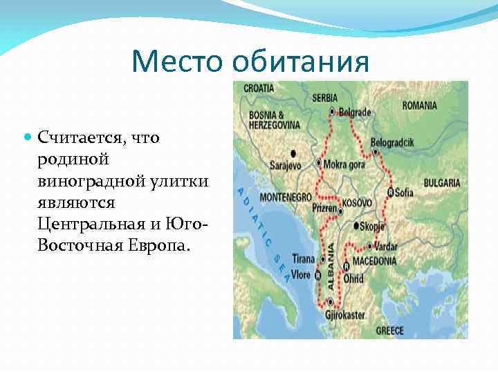 Место обитания Считается, что родиной виноградной улитки являются Центральная и Юго. Восточная Европа. 