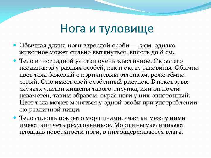 Нога и туловище Обычная длина ноги взрослой особи — 5 см, однако животное может