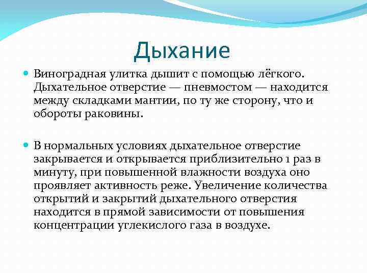 Дыхание Виноградная улитка дышит с помощью лёгкого. Дыхательное отверстие — пневмостом — находится между