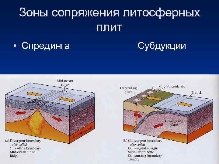 Зоны сопряжения литосферных плит • Спрединга Субдукции 