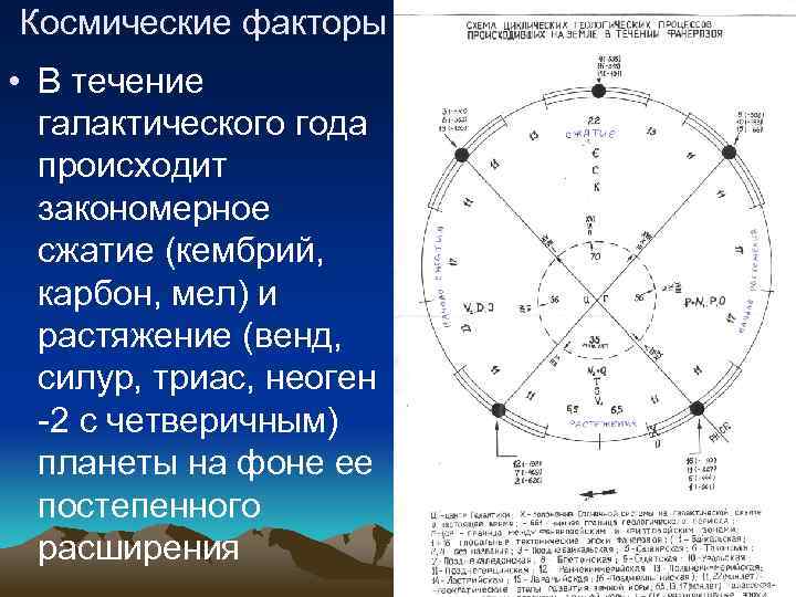 Космические факторы – галактические ритмы • В течение галактического года происходит закономерное сжатие (кембрий,