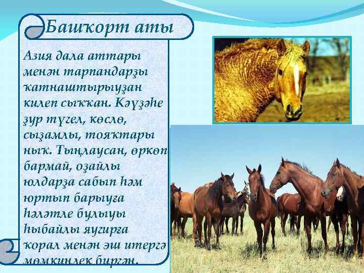 Башҡорт аты Азия дала аттары менән тарпандарҙы ҡатнаштырыуҙан килеп сыҡҡан. Кәүҙәһе ҙур түгел, көслө,