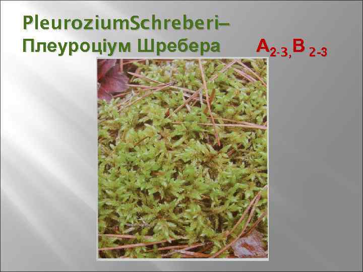 Pleurozium. Schreberi– – Плеуроціум Шребера А 2 -3, В 2 -3 