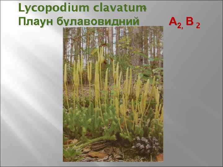 Lycopodium clavatum - Плаун булавовидний А 2, В 2 