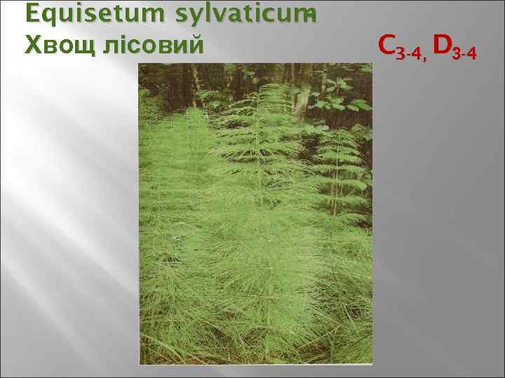 Equisetum sylvaticum - Хвощ лісовий C 3 -4, D 3 -4 