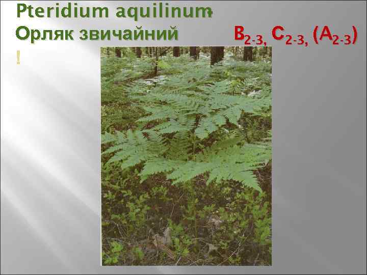 Pteridium aquilinum - Орляк звичайний B 2 -3, С 2 -3, (A 2 -3)