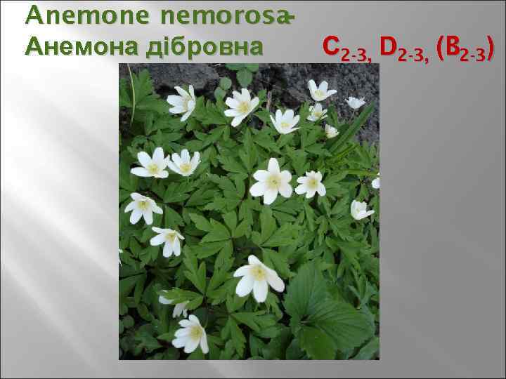 Anemone nemorosa- Анемона дібровна С 2 -3, D 2 -3, (B 2 -3) 