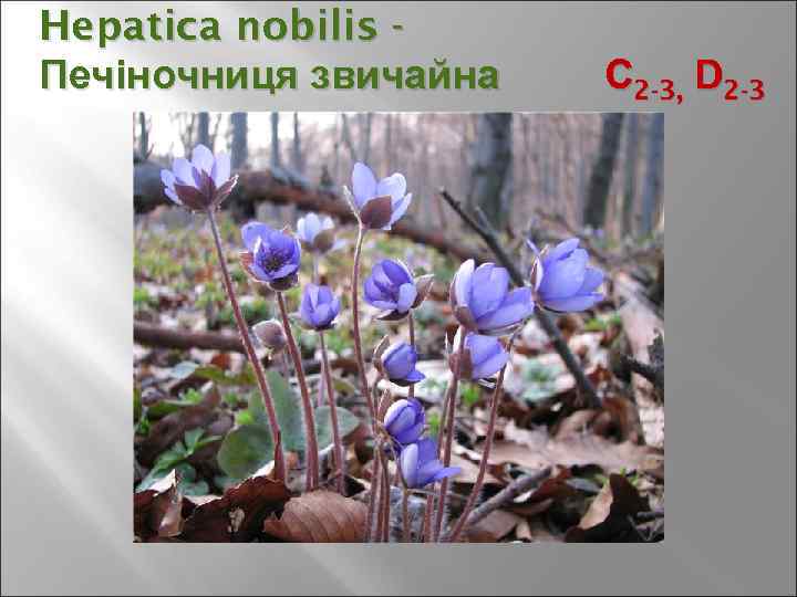 Hepatica nobilis Печіночниця звичайна С 2 -3, D 2 -3 