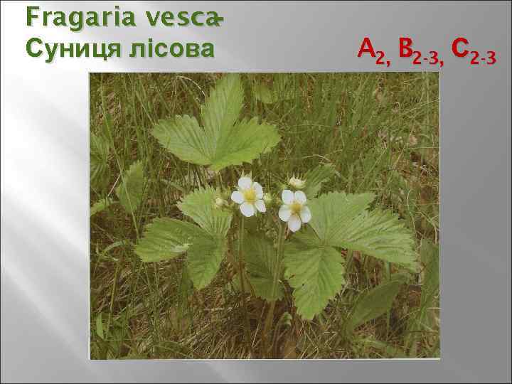 Fragaria vesca - Суниця лісова A 2, B 2 -3, С 2 -3 