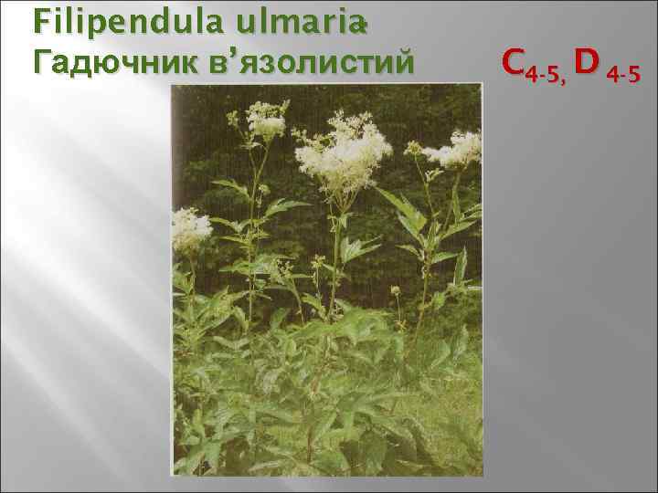 Filipendula ulmaria - Гадючник в’ язолистий C 4 -5, D 4 -5 