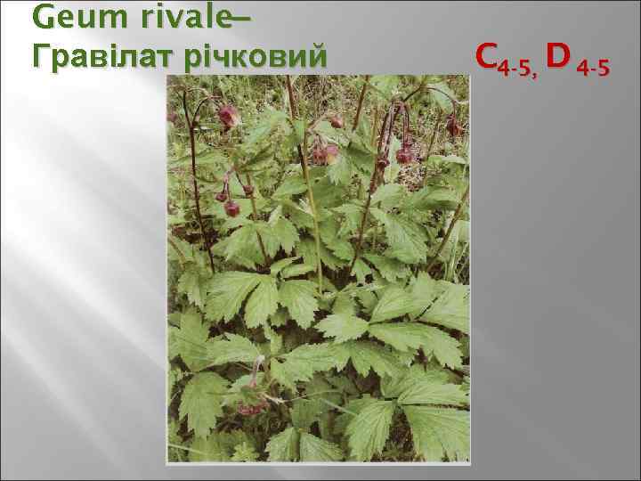 Geum rivale– Гравілат річковий C 4 -5, D 4 -5 