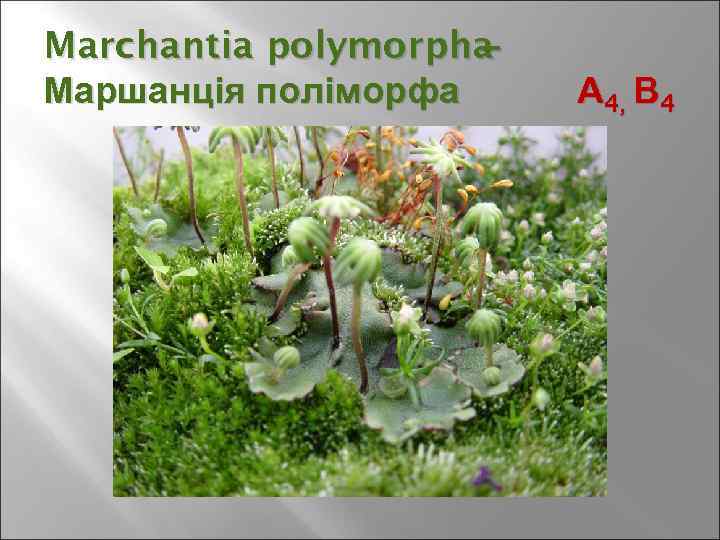 Marchantia polymorpha – Маршанція поліморфа А 4, В 4 