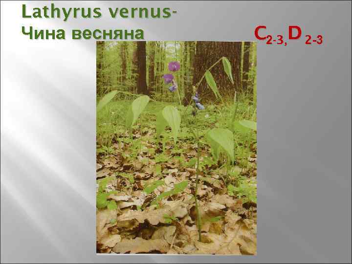 Lathyrus vernus Чина весняна C 2 -3, D 2 -3 