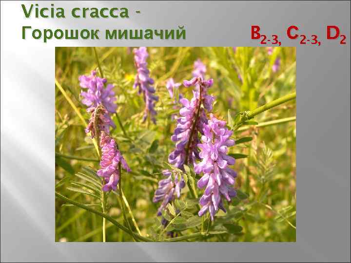 Vicia cracca Горошок мишачий B 2 -3, С 2 -3, D 2 