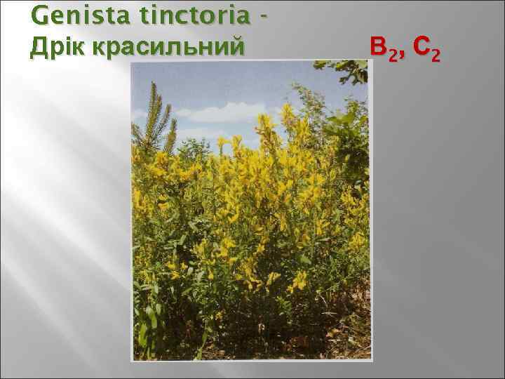 Genista tinctoria Дрік красильний В 2, С 2 