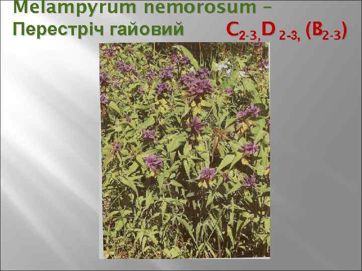 Melampyrum nemorosum – Перестріч гайовий C 2 -3, D 2 -3, (B 2 -3)