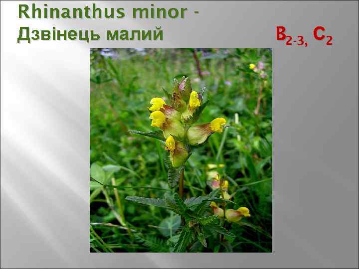 Rhinanthus minor Дзвінець малий B 2 -3, С 2 