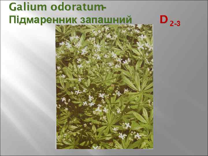 Galium odoratum- Підмаренник запашний D 2 -3 