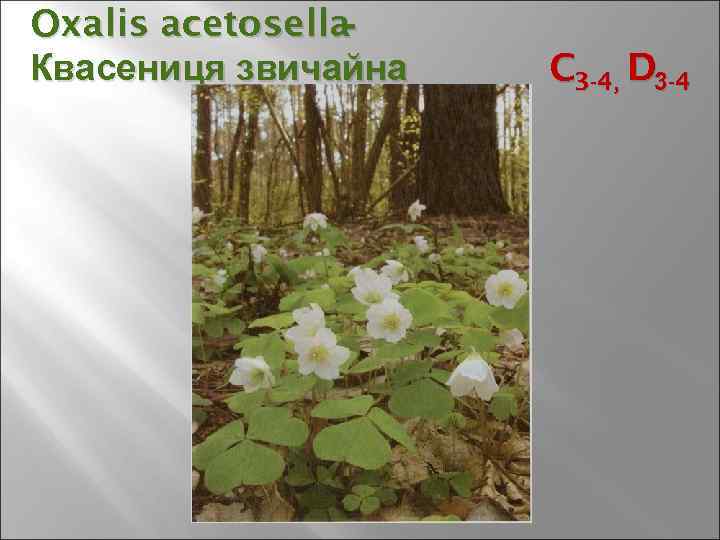 Oxalis acetosella- Квасениця звичайна C 3 -4, D 3 -4 