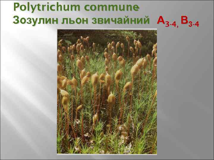 Polytrichum commune - Зозулин льон звичайний А 3 -4, В 3 -4 