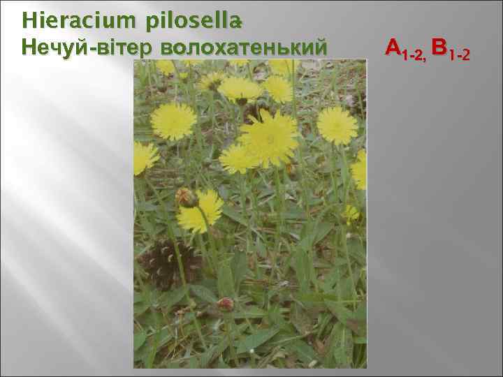 Hieracium pilosella - Нечуй-вітер волохатенький А 1 -2, В 1 -2 