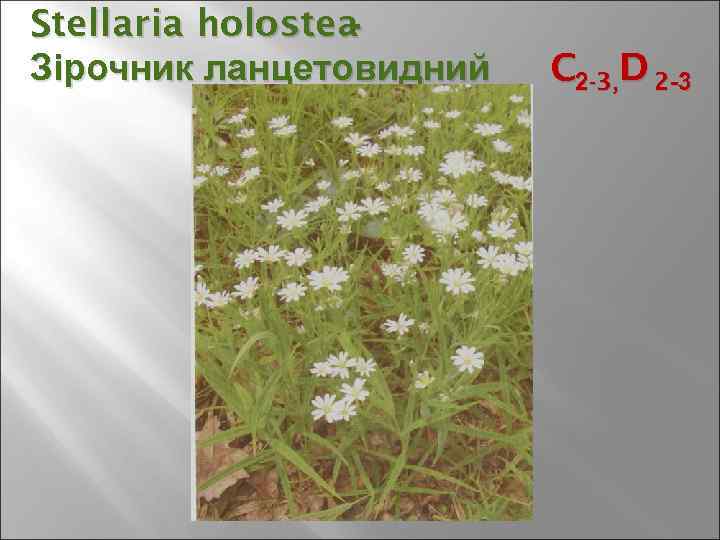 Stellaria holostea - Зірочник ланцетовидний C 2 -3, D 2 -3 