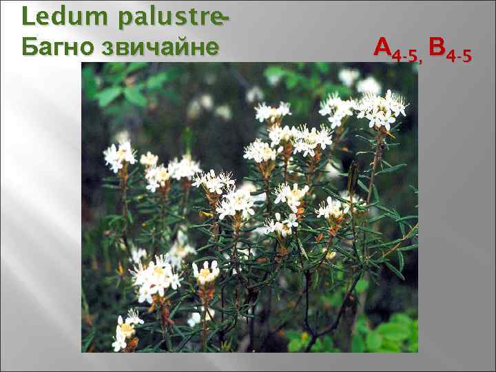 Ledum palustre- Багно звичайне А 4 -5, В 4 -5 