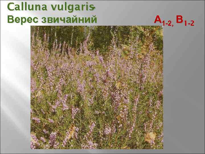 Calluna vulgaris - Верес звичайний А 1 -2, В 1 -2 