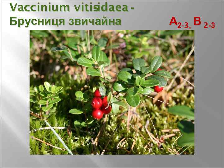 Vaccinium vitisidaea - Брусниця звичайна А 2 -3, В 2 -3 