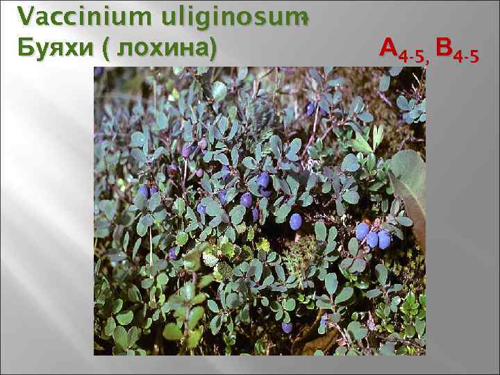 Vaccinium uliginosum - Буяхи ( лохина) А 4 -5, В 4 -5 